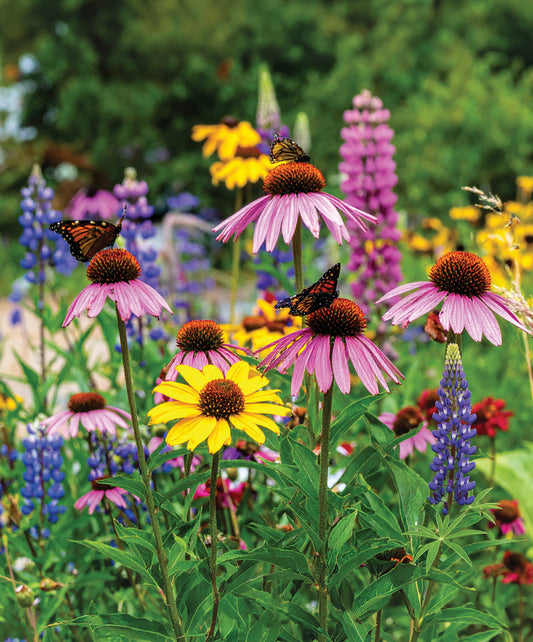 Hummingbird & Butterfly Garden - 1 Jumbo Pkt