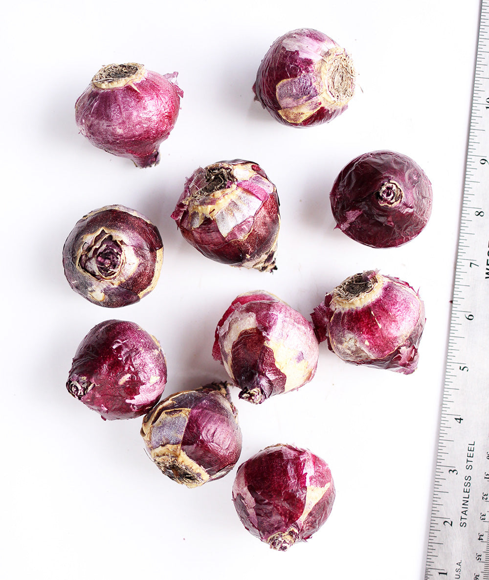 Hyacinth Anne Marie - 10 bulbs