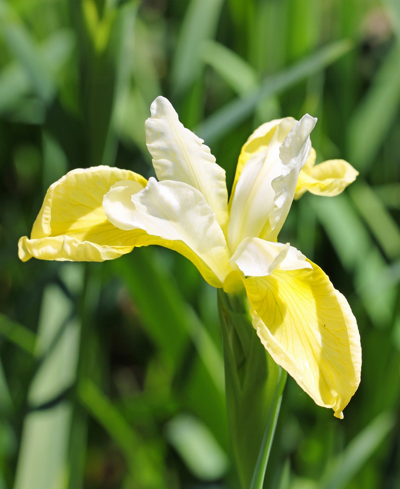 Butter and Sugar Siberian Iris - 3 root divisions