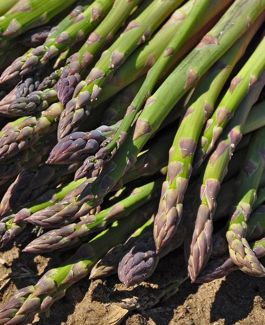 Mary Washington Asparagus Crowns - 10 root divisions