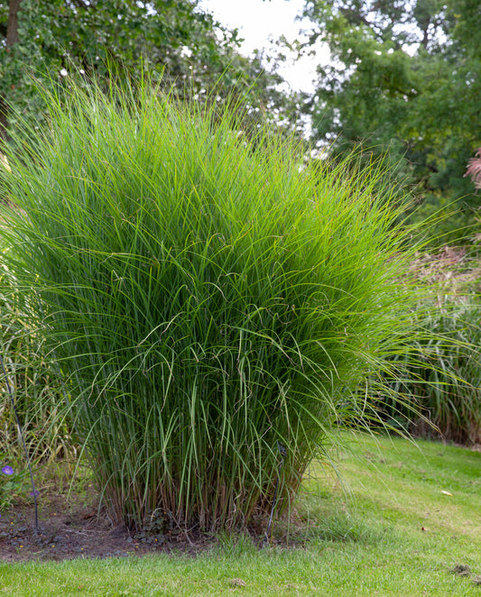 Gracillimus Maiden Grass - 3 bareroot plants