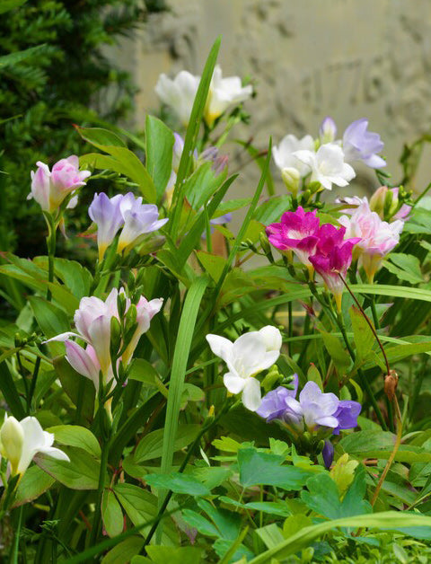 Mixed Freesia - 25 bulbs