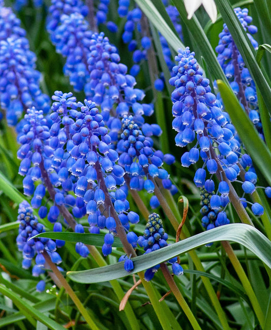 Grape Hyacinth Muscari - 10 bulbs