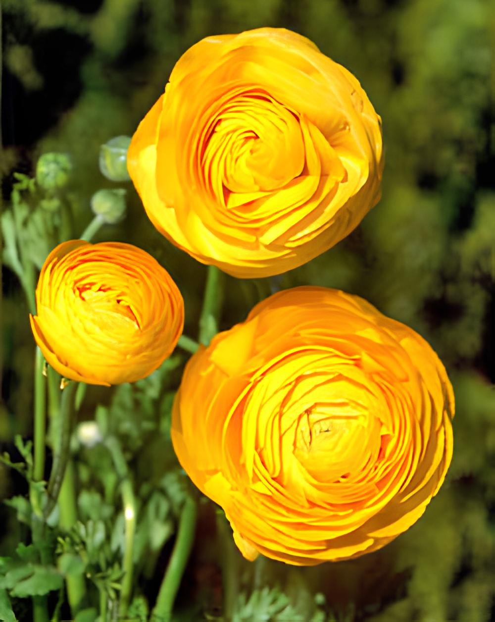 Ranunculus Gold  - 10 bulbs