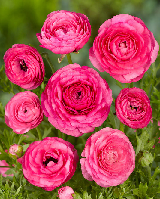 Pink Ranunculus - 10 bulbs