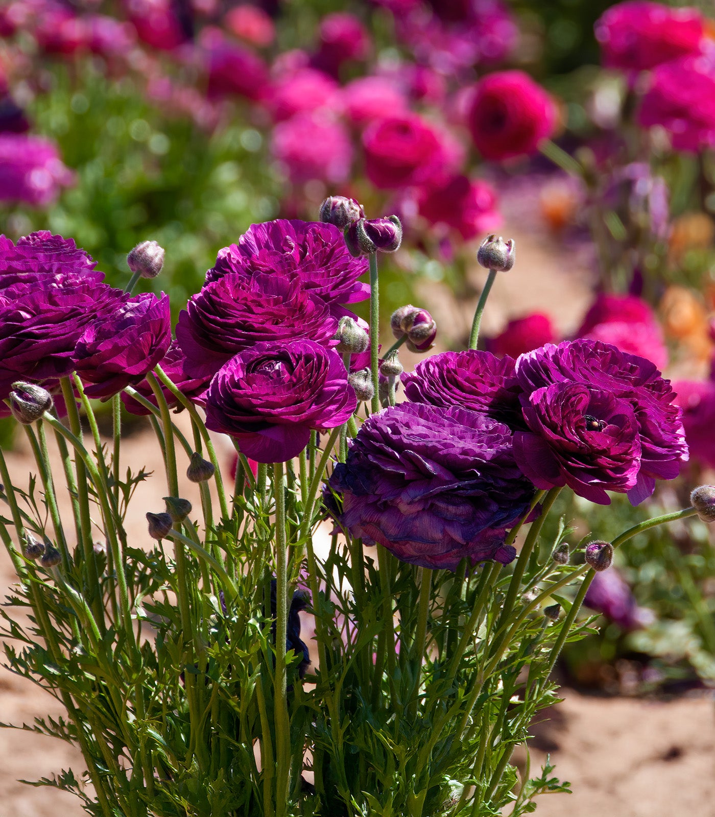 Purple Ranunculus - 10 bulbs