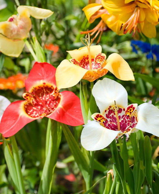 Mexican Shell Flowers Tigridia - 25 bulbs