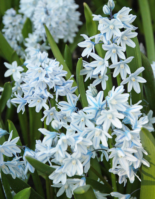 Striped Squill - 20 bulbs