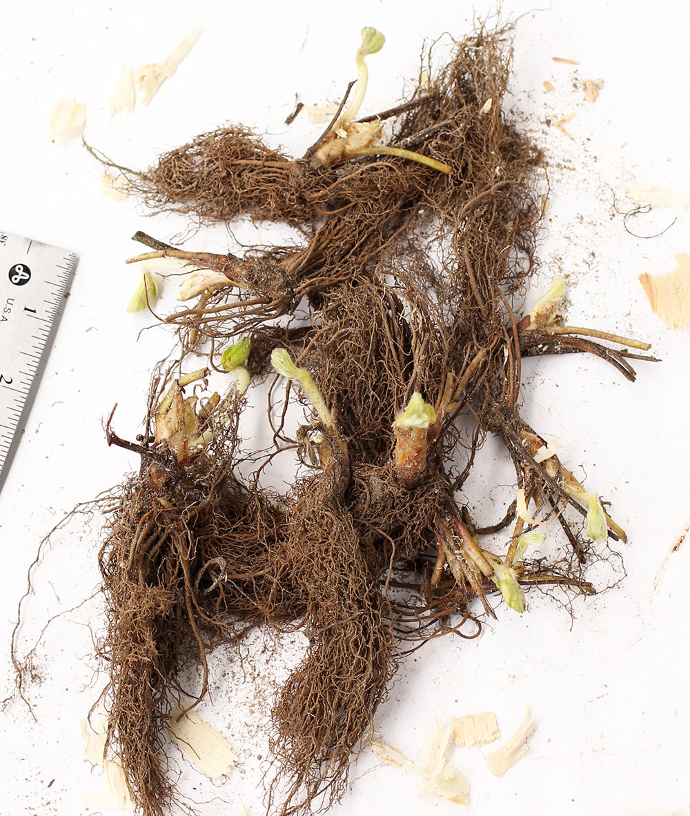 Seascape Everbearer Strawberry - 20 root divisions