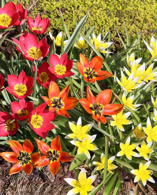 Ground Cover Mixed Tulips - 10 bulbs