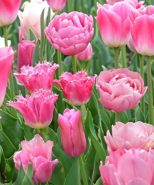 Pink Tulip Blend - 7 bulbs