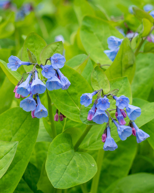 Virginia Bluebells - 5 Root Divisions