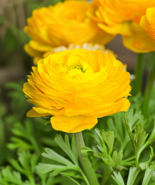 Yellow Ranunculus - 10 bulbs