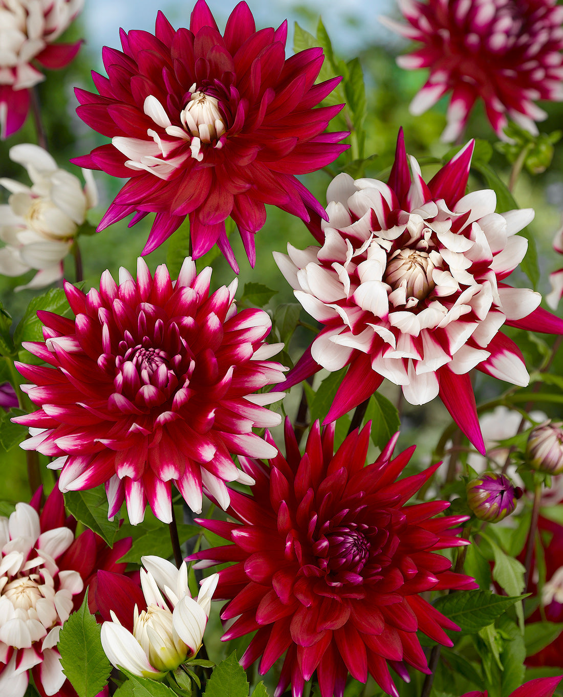 Rebecca's World Decorative Dahlia - 3 root divisions