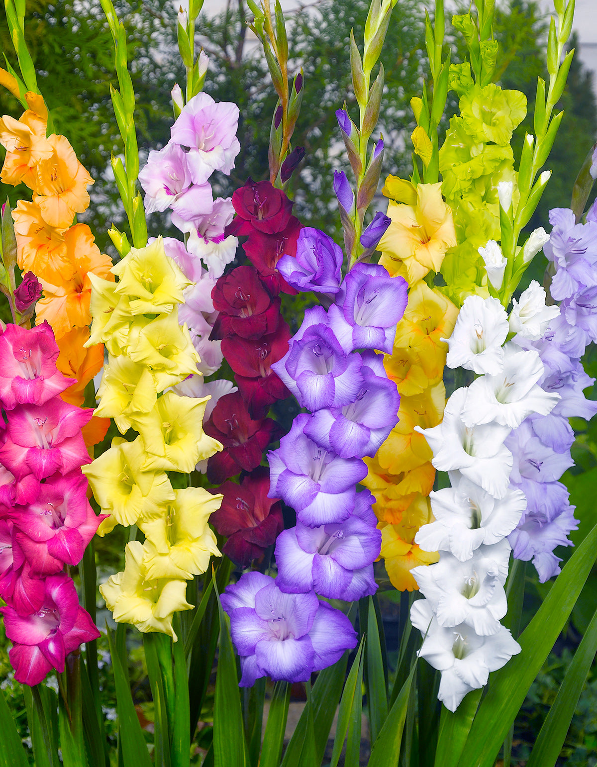 Mixed Gladiolus - 15 bulbs