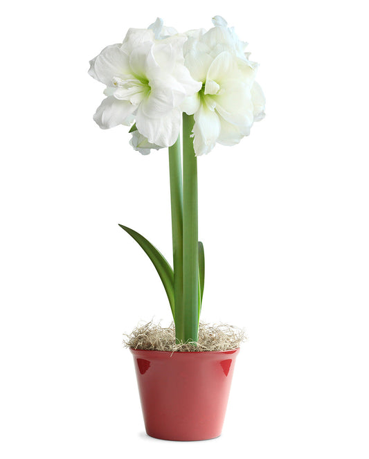 Amaryllis White in Red Pot