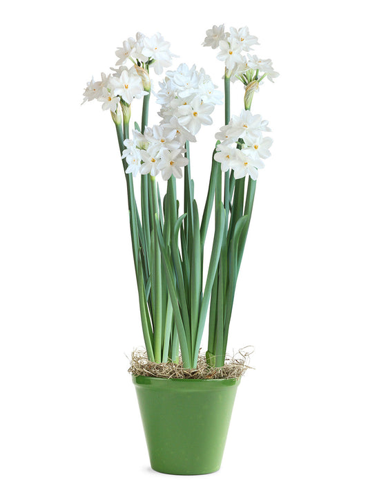 Holiday Paperwhites in Green Pot