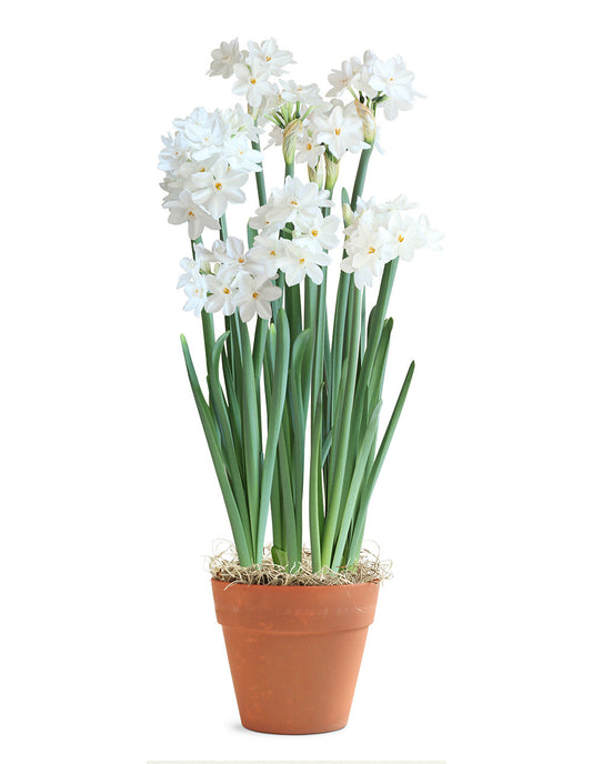 Paperwhites in Faux Terracotta