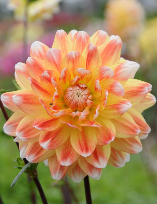 Peaches and Cream Decorative Dahlia - 3 root divisions