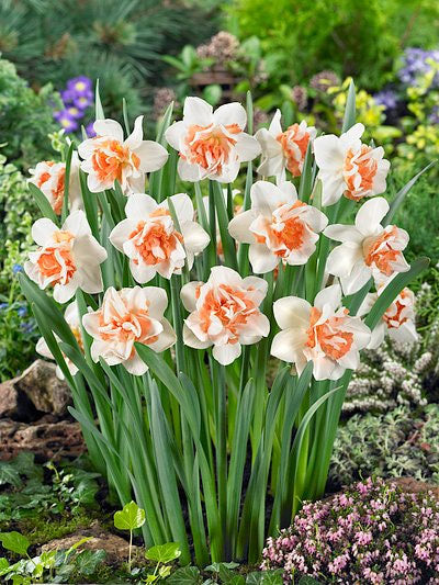 Daffodil Replete Double - 10 bulbs