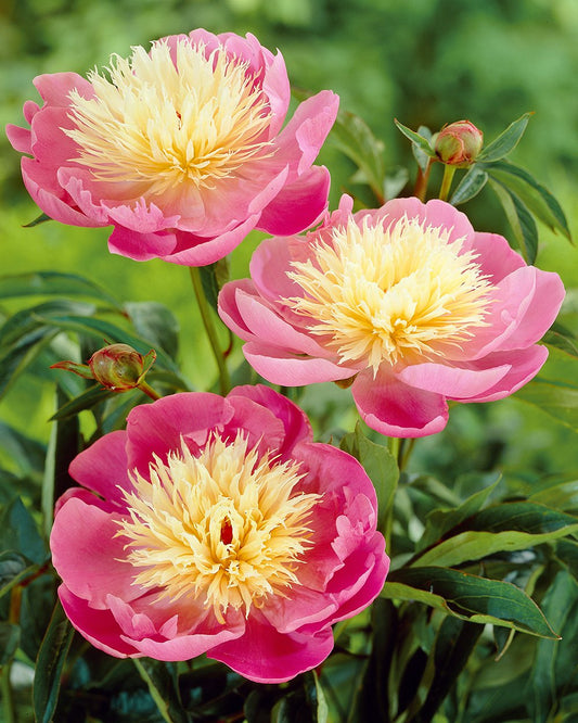Bowl of Beauty Peony - 1 root division
