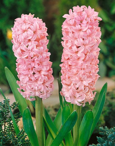 Hyacinth Anne Marie - 10 bulbs