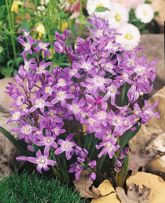 Pink Glory of the Snow - 25 bulbs