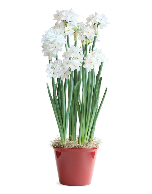 Holiday Paperwhites in a Red Pot