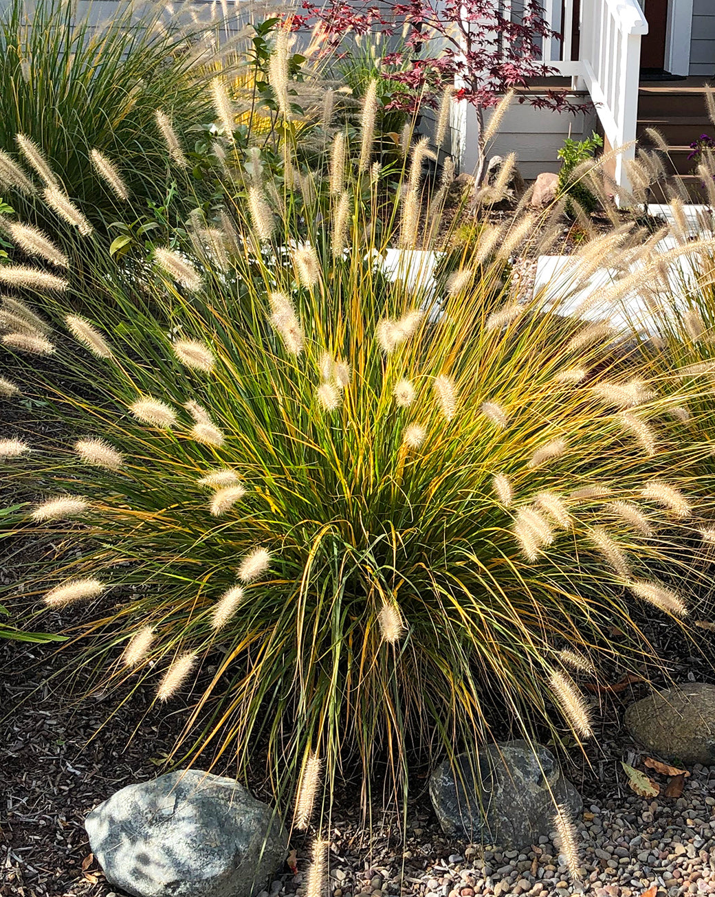 Grass Alopecuroides Fountain - 3 bareroot plants