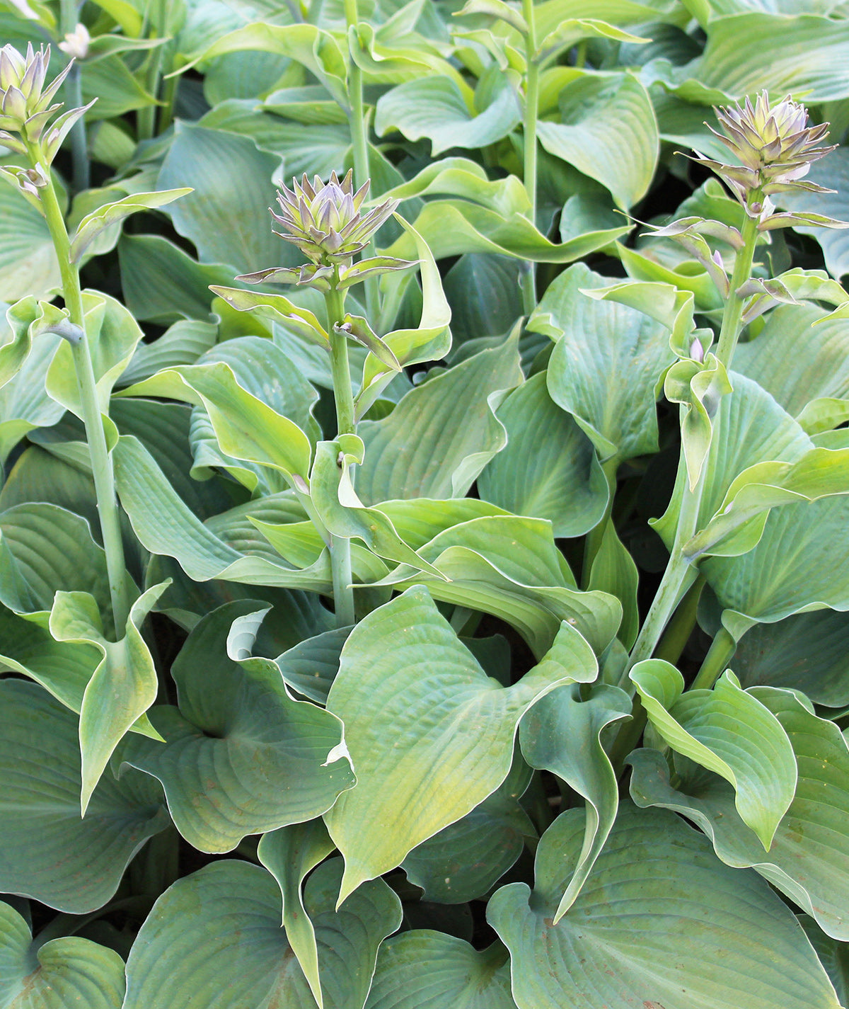 Blue Angel Hosta - 3 root divisions