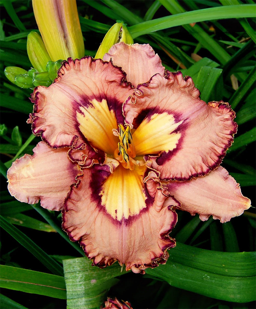 Daylily Brouhaha Rebloomer - 1 Single Fan Division