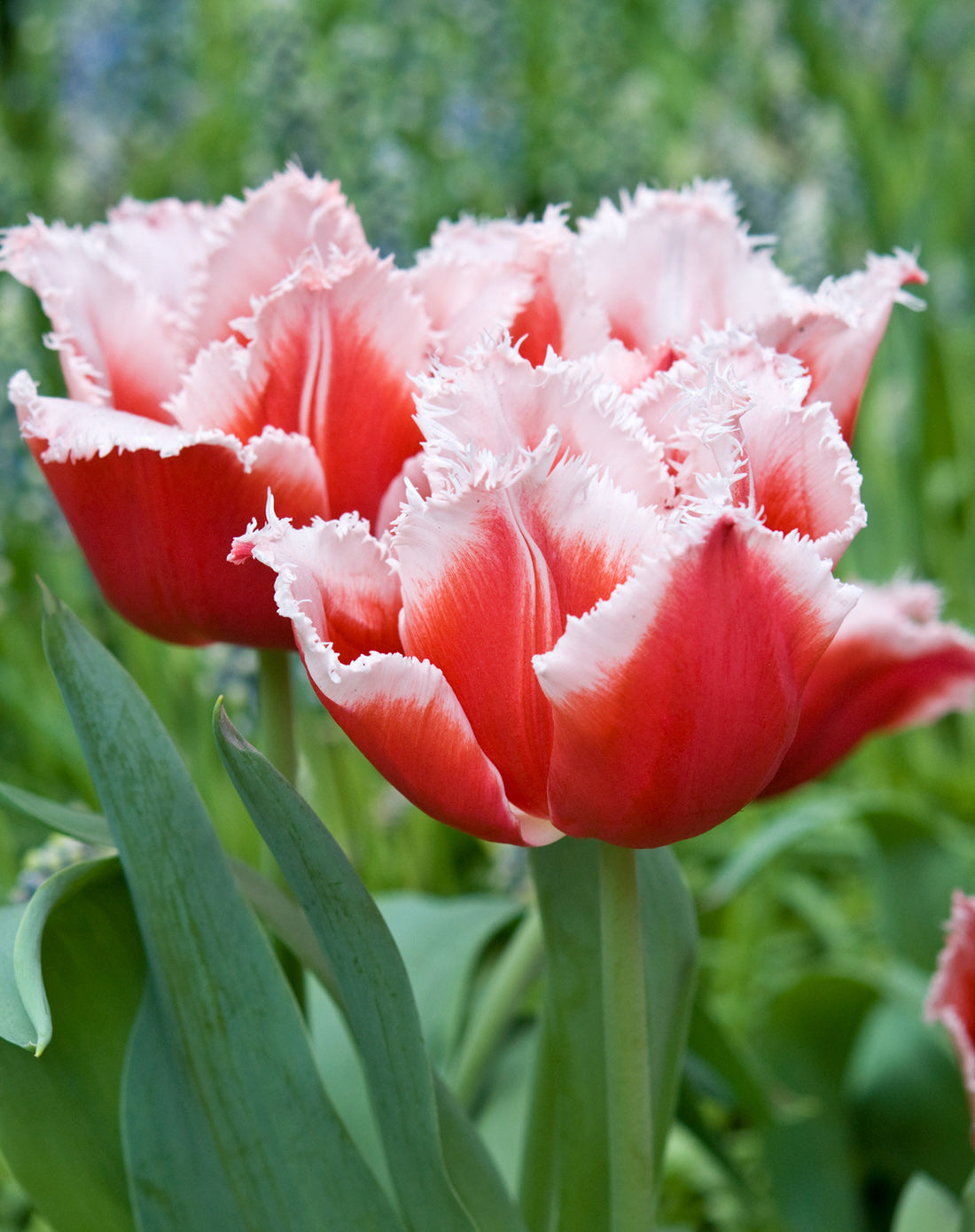 Tulip Canasta Fringed - 10 bulbs