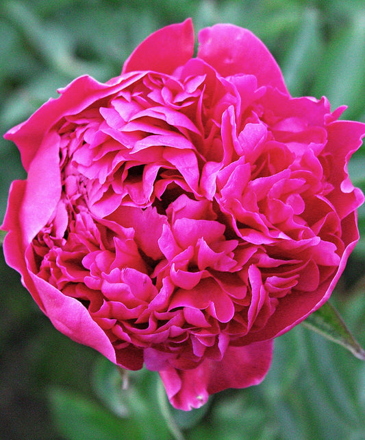 Felix Crousse Peony - 1 root division