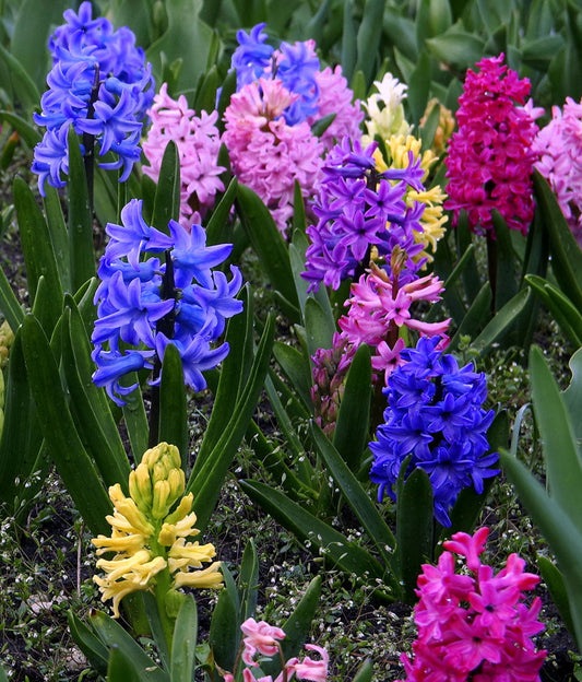 Mixed Hyacinths - 3 bulbs