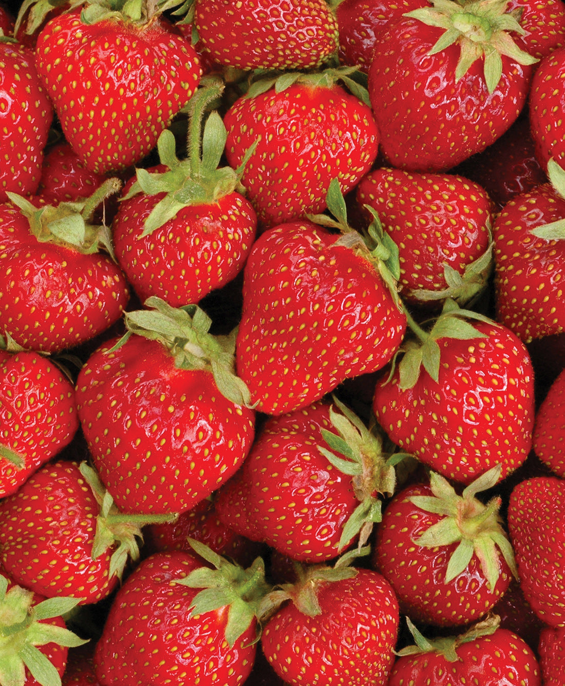 Ozark Beauty Everbearer Strawberry - 10 root divisions