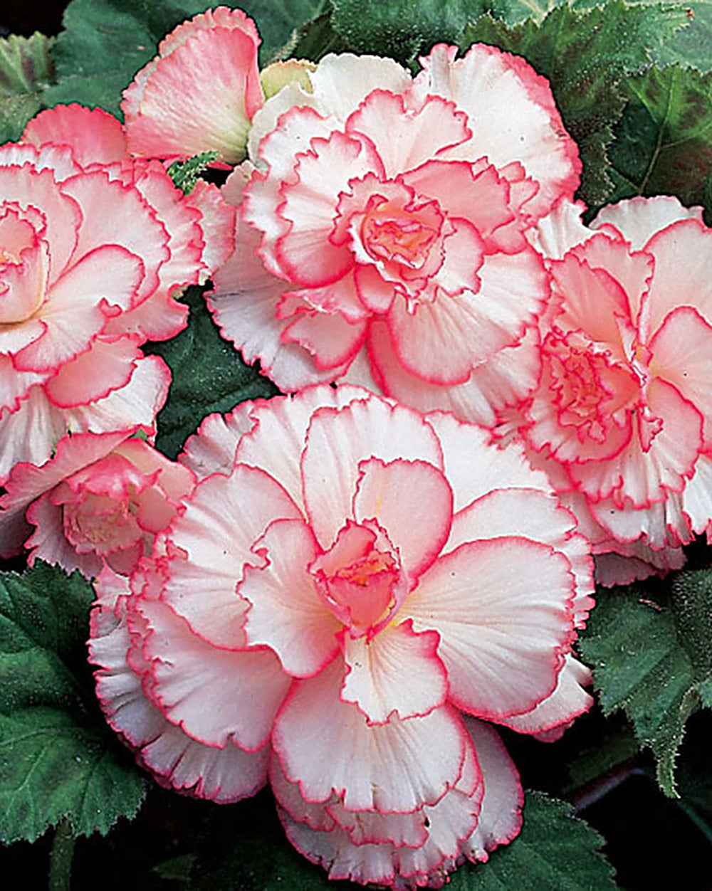 White and Red Picotee Begonia - 3 tubers