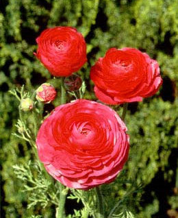 Ranunculus Rose - 10 bulbs