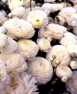 White Ranunculus - 10 bulbs
