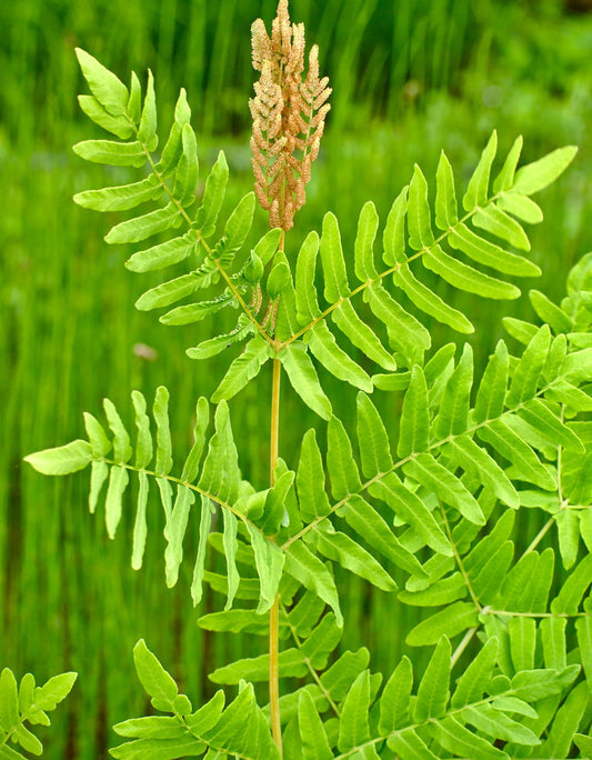 Royal Fern - 3 root divisions