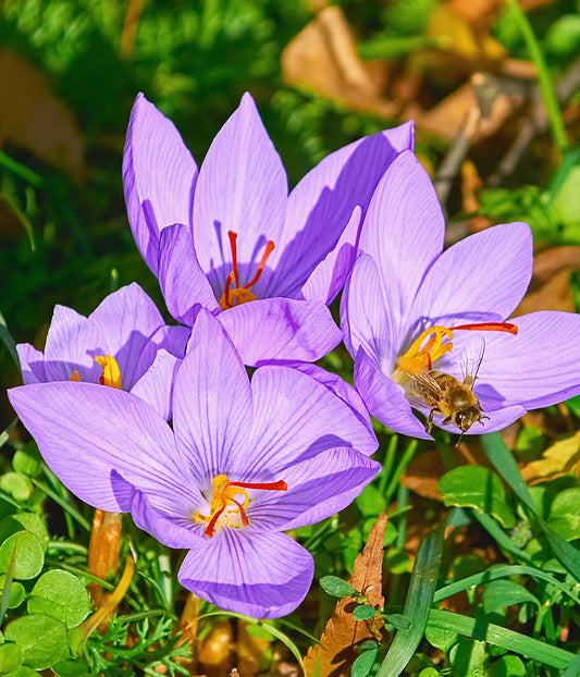 Crocus Saffron Fall Blooming - 10 bulbs
