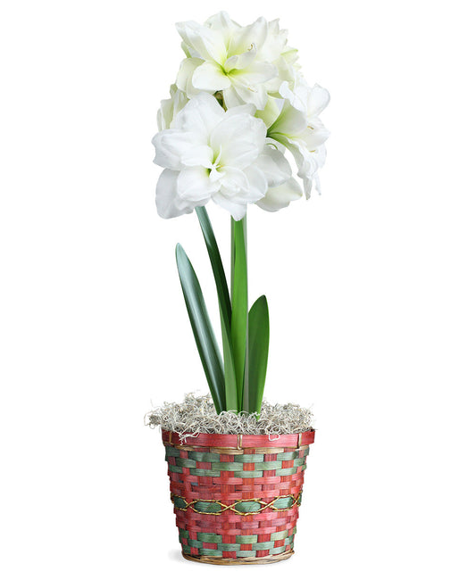 Amaryllis White in Holiday Basket