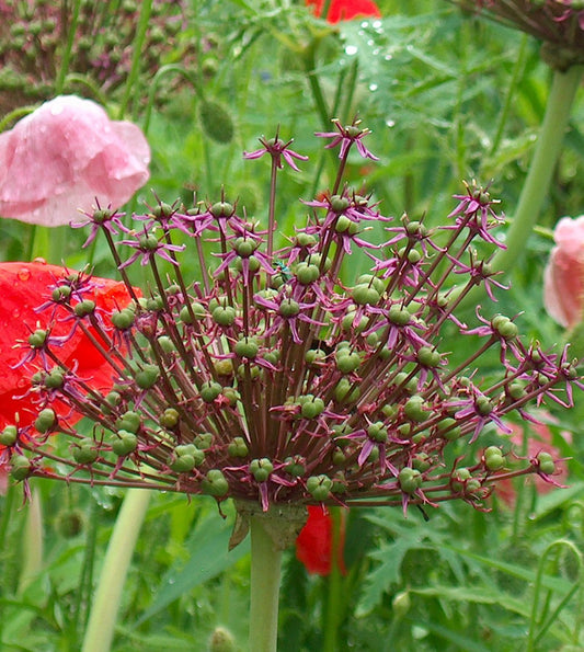 Atropurpureum Allium - 5 bulbs
