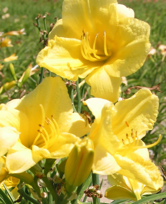 Happy Returns Daylily - 3 root divisions